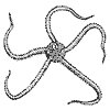 sea-star_7316_th.gif