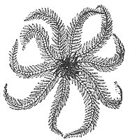 crinoid_7317_sm.gif