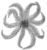 crinoid_7317_md.gif