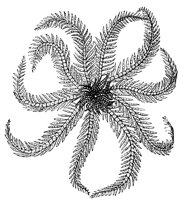 crinoid_7317_lg.gif