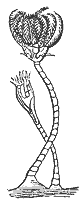 crinoid_7318_sm.gif