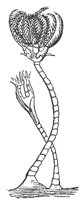 crinoid_7318_md.gif