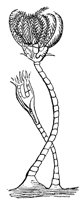 crinoid_7318_lg.gif