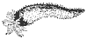 sea-cucumber_7319_th.gif
