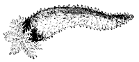 sea-cucumber_7319_sm.gif