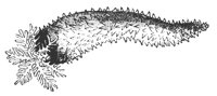 sea-cucumber_7319_md.gif