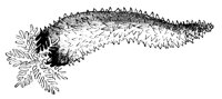 sea-cucumber_7319_lg.gif