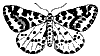moth_7345_th.gif