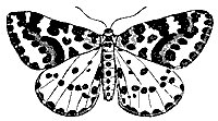 moth_7345_sm.gif
