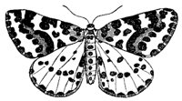 moth_7345_md.gif