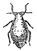 water-bug_7347_th.gif