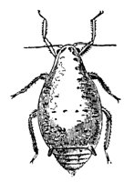 water-bug_7347_md.gif