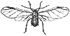 aphid_7348_th.gif