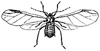 aphid_7348_sm.gif