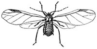 aphid_7348_md.gif