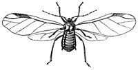 aphid_7348_lg.gif