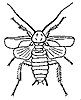 cockroach_7349_th.gif