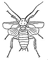 cockroach_7349_sm.gif