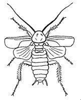 cockroach_7349_md.gif