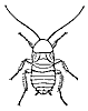 cockroach_7350_th.gif