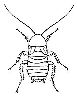 cockroach_7350_sm.gif
