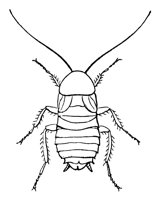 cockroach_7350_lg.gif