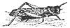locust_7351_th.gif