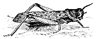 locust_7351_sm.gif