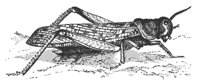 locust_7351_md.gif