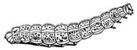 caterpillar_7353_md.gif
