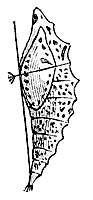 chrysalis_7354_sm.gif
