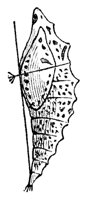 chrysalis_7354_md.gif
