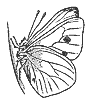 chrysalis_7355_th.gif