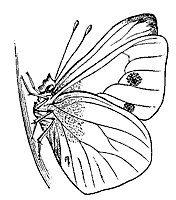 chrysalis_7355_sm.gif