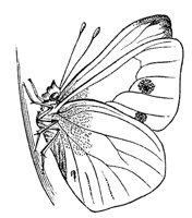 chrysalis_7355_md.gif