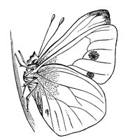 chrysalis_7355_lg.gif