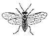 sawfly_7356_th.gif