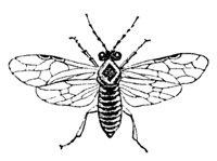 sawfly_7356_md.gif