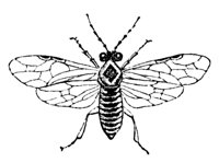 sawfly_7356_lg.gif