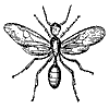 red-ant_7357_th.gif