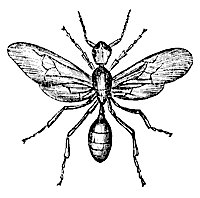 red-ant_7357_sm.gif