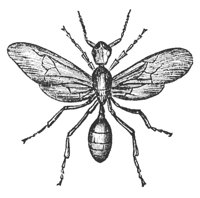 red-ant_7357_md.gif