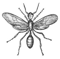 red-ant_7357_lg.gif