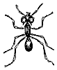 red-ant_7358_th.gif