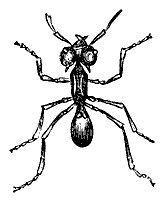 red-ant_7358_sm.gif