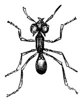 red-ant_7358_md.gif