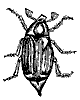 beetle_7359_th.gif