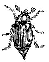 beetle_7359_sm.gif