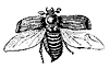 beetle_7360_th.gif