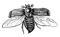 beetle_7360_sm.gif